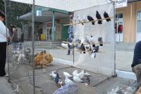 В минувшую субботу в Ахтырке состоялась приуроченная ко Дню города-ставка-ярмарка животных